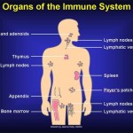 immune system